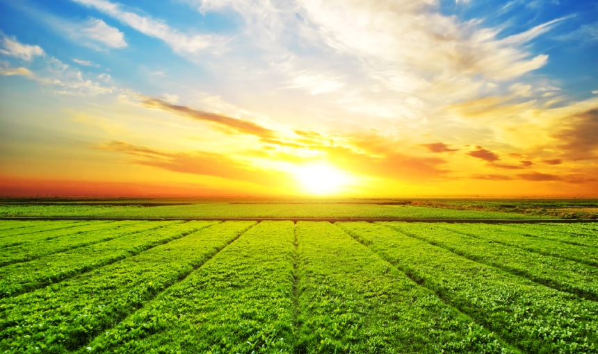 O BRILHO DO SOL E DA SUA VITAMINA D