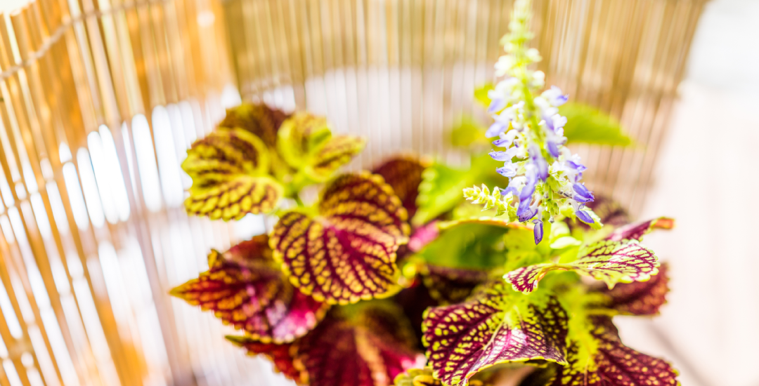 Dietmed - <i>Coleus forskohlii</i>