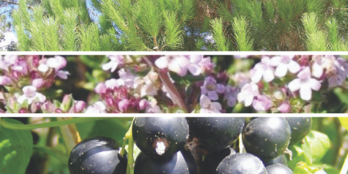 Dietmed - PINUS SYLVESTRIS, THYMUS VULGARIS E RIBES NIGRUM