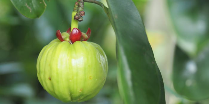 Dietmed - GARCINIA CAMBOGIA