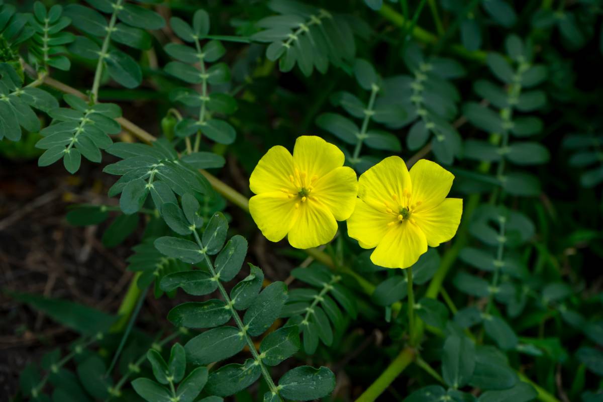 Dietmed - TRIBULUS TERRESTRIS