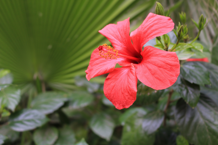 Dietmed - HIBISCO