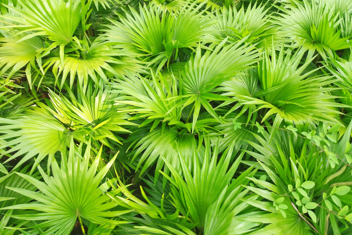 Dietmed - SAW PALMETTO