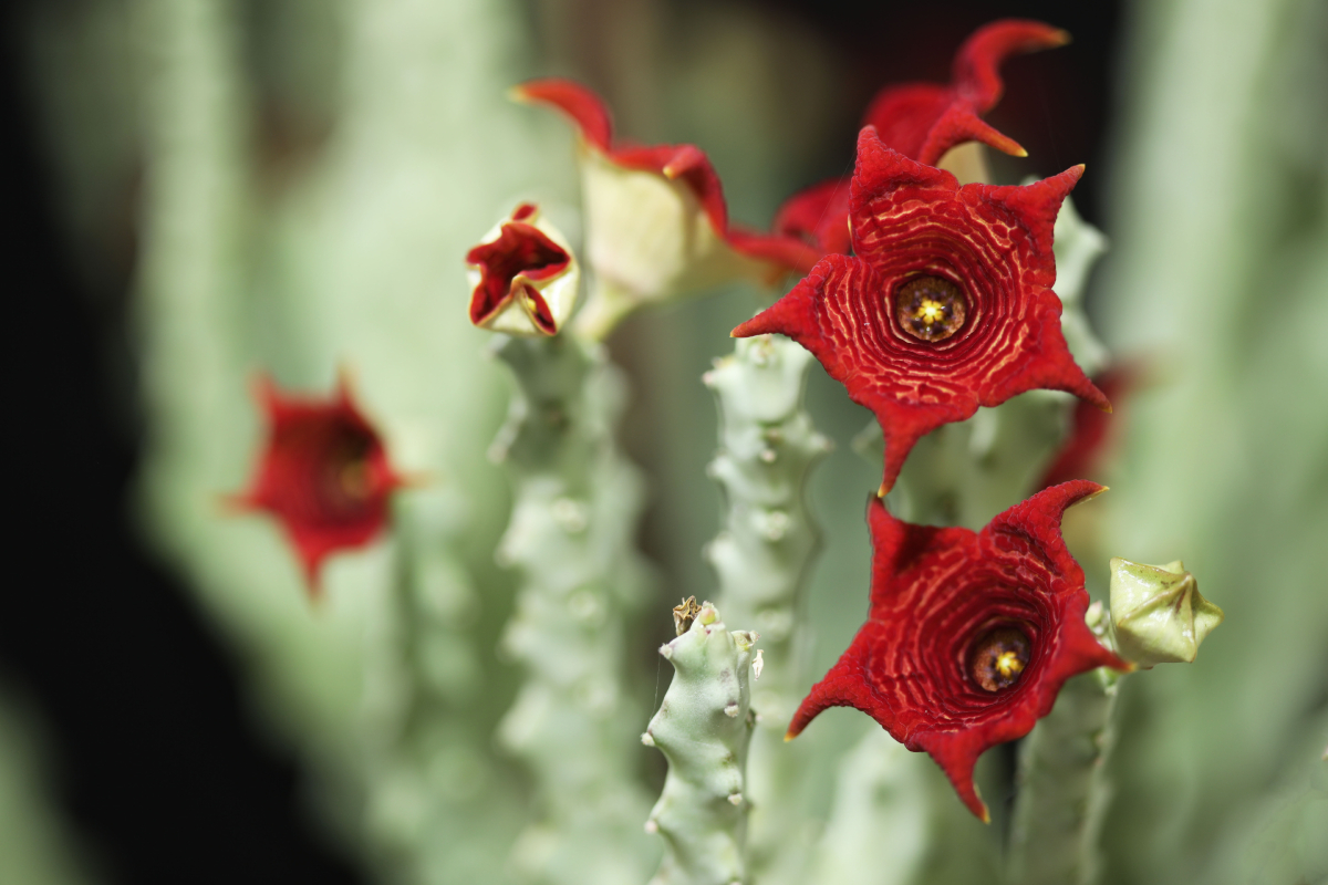 Dietmed - CARALLUMA