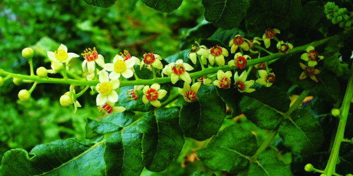 Dietmed - Blog - BOSWELLIA SERRATA