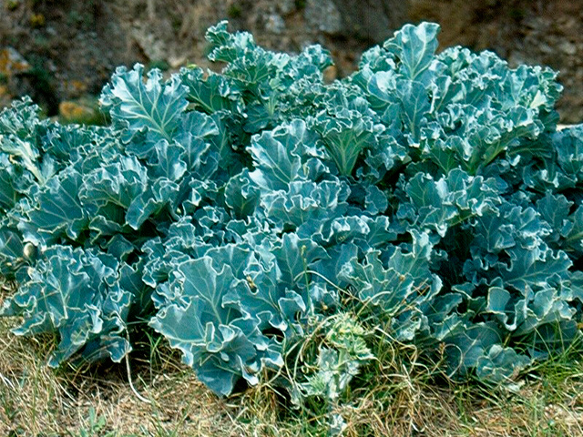 seakale                        seakale  crambe maritima is