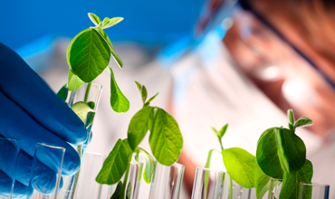 Phytotherapy